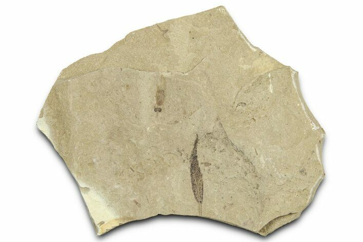 Fossil Leaf with Crane Fly - Green River Formation, Utah #360222